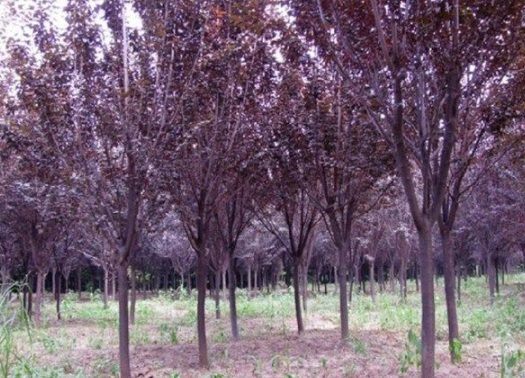 1631088940645028.jpg image.jpg