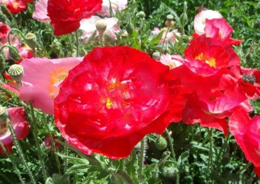 1631089185990695.jpg image.jpg