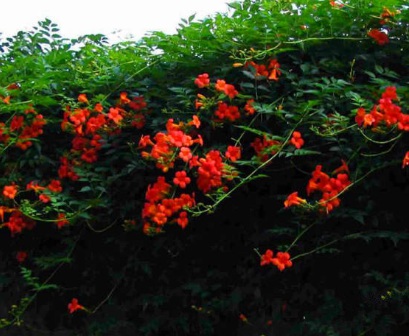 1631114878341316.jpg 1631114878341316.jpg