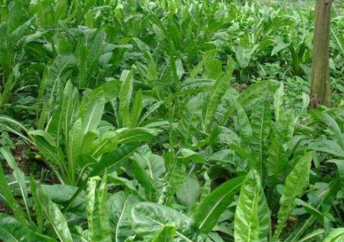 1631115075329497.jpg image.jpg