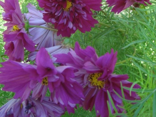 1631158997534938.jpg image.jpg