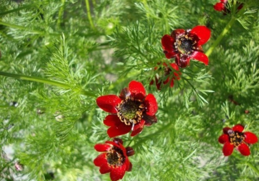 1631160321498343.jpg image.jpg