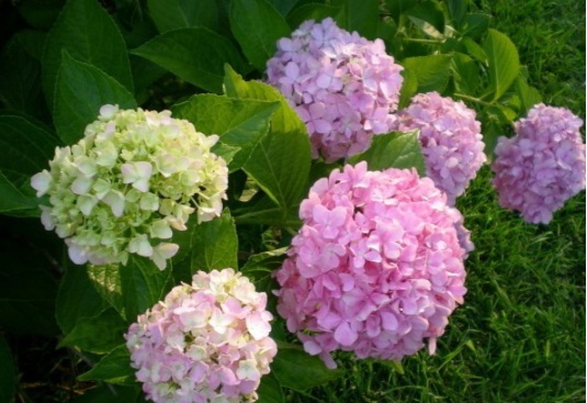 1631161257315760.jpg image.jpg