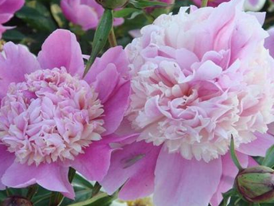 1611045059868779.jpg 160223401.jpg