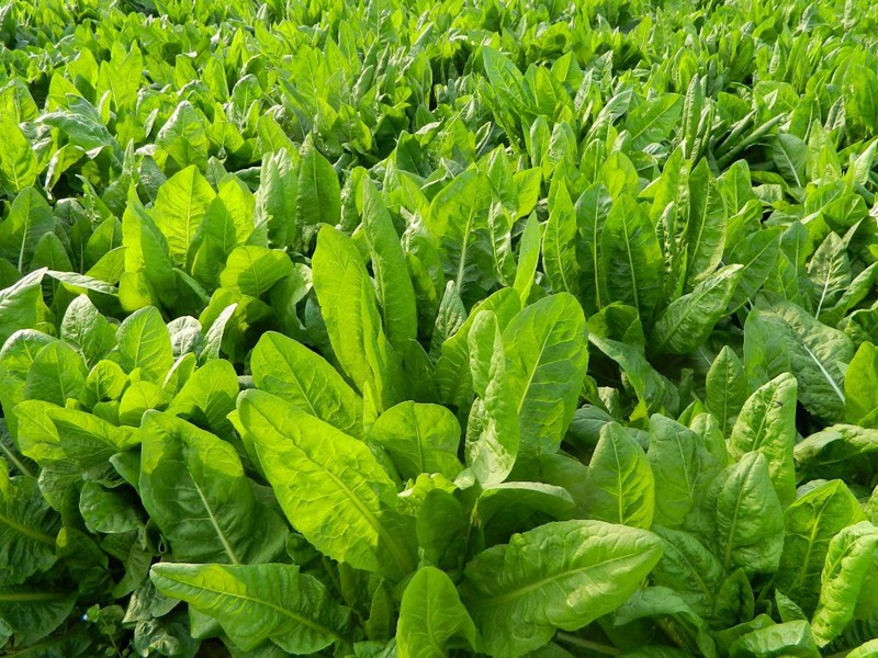 è????£è??è?£?§??-?