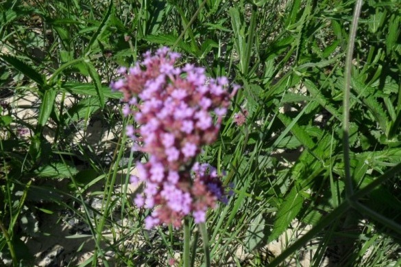 1631187985909454.jpg image.jpg