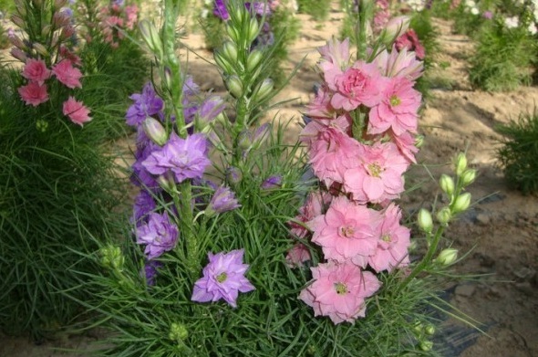 1631188185477705.jpg image.jpg