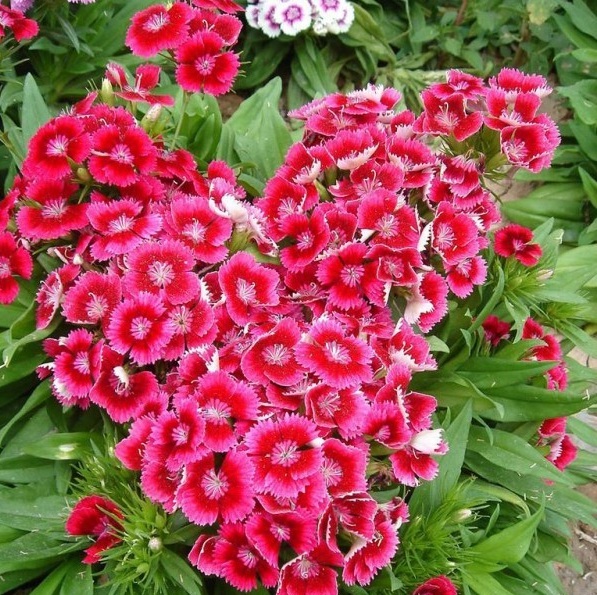 1631188377700503.jpg image.jpg