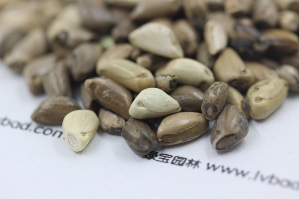 ?￠¨è￥???￥????±3è???§??-?