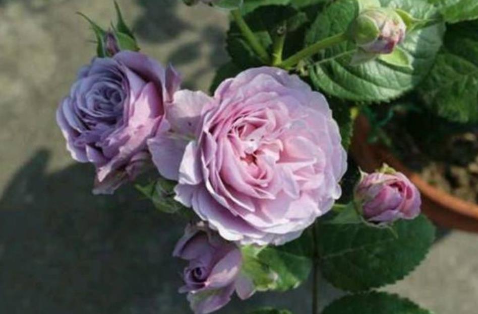 1631240868926747.jpg 1631240868926747.jpg