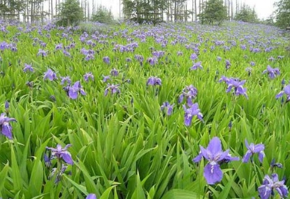 1631422849132164.jpg 1631422849132164.jpg