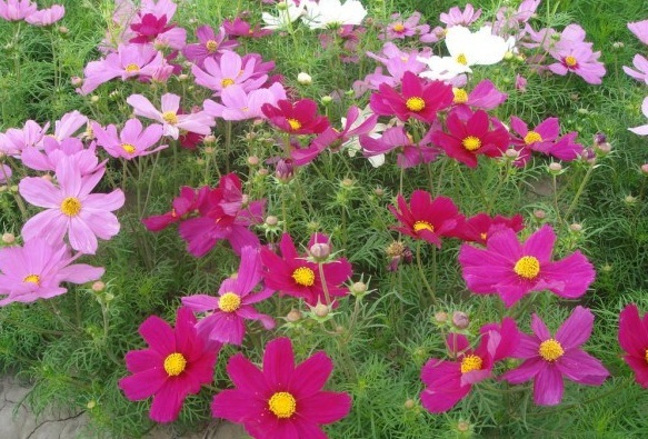 1631448898444566.jpg 1631448898444566.jpg