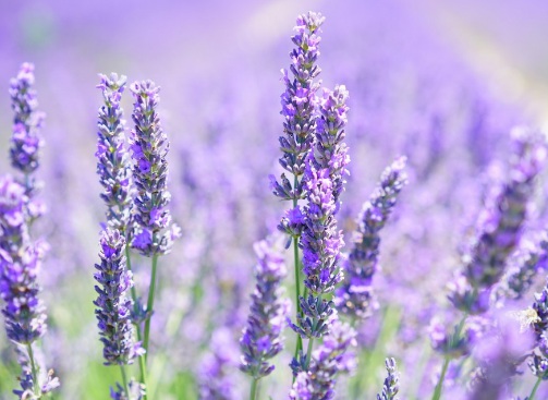 1631452911200361.jpg image.jpg