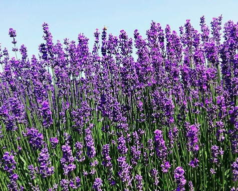 1631452934595148.jpg 1631452934595148.jpg