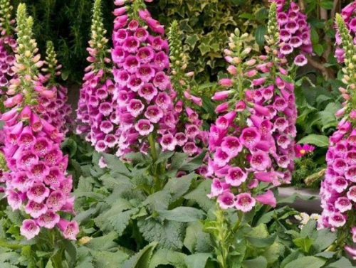 1631454163342523.jpg 1631454163342523.jpg