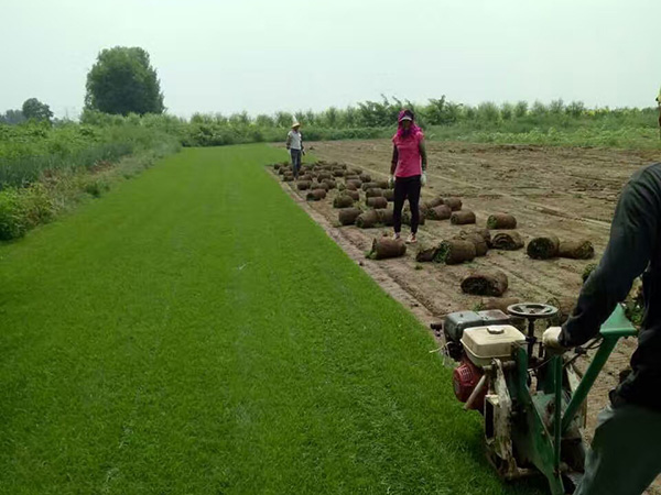 四季青草坪圖片 四季青草坪圖片