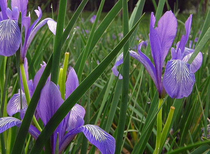 1631458145640164.jpg 馬蘭1.jpg