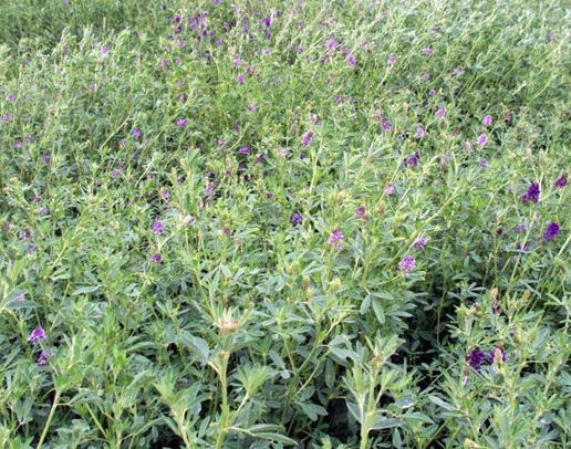 1631502352785707.jpg 1631502352785707.jpg