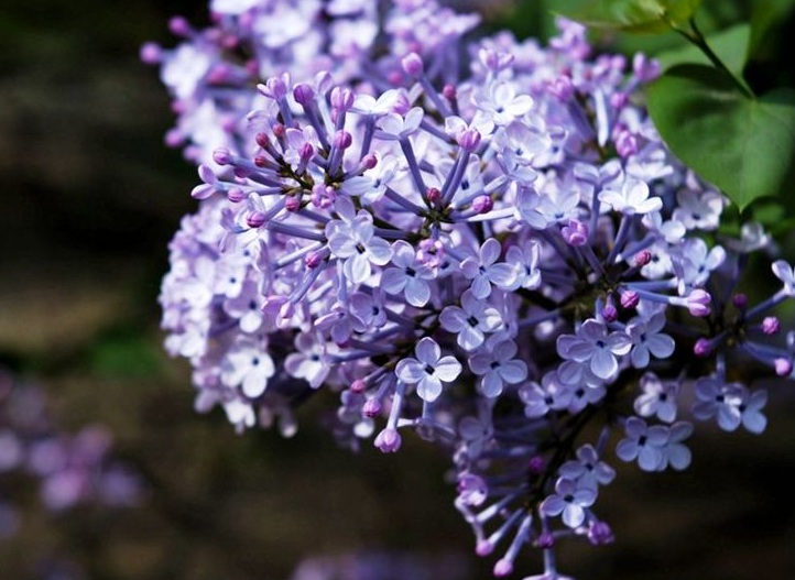 1631513474683230.jpg 丁香花2.jpg