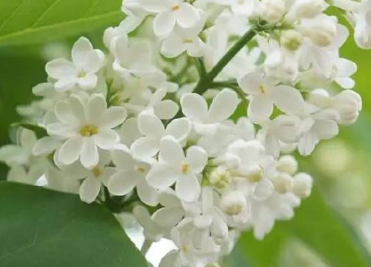 1631513581819258.jpg 丁香4444444444444.jpg