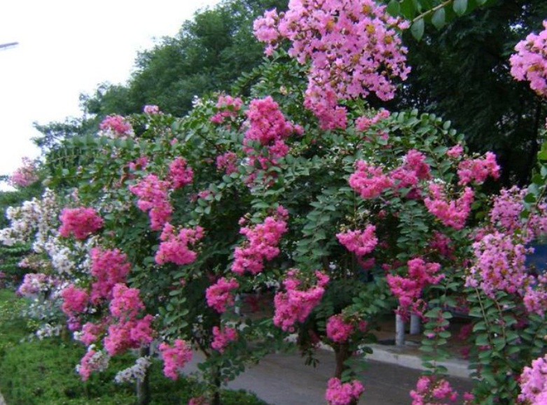 紫薇22222222222.jpg