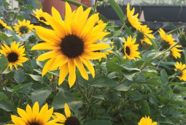 1631515742502455.jpg 1631515742502455.jpg