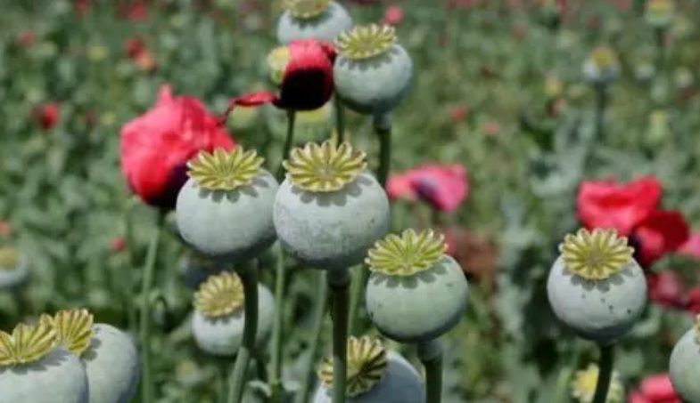 1631516777467424.jpg 1631516777467424.jpg