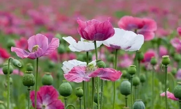 1631516777679632.jpg 1631516777679632.jpg