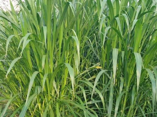 1631522829136634.jpg 910d900e63883f3762cfc4b1ea5e546f_1629437125585213.jpg