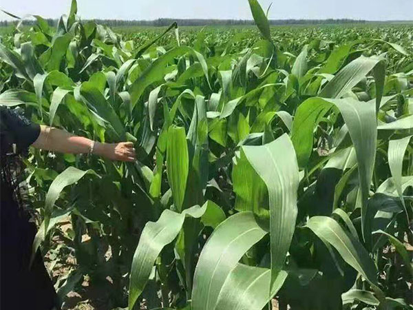 1631584770621129.jpeg 258d22818bcc293de9b2ac893702b549_1589361428873196.jpeg