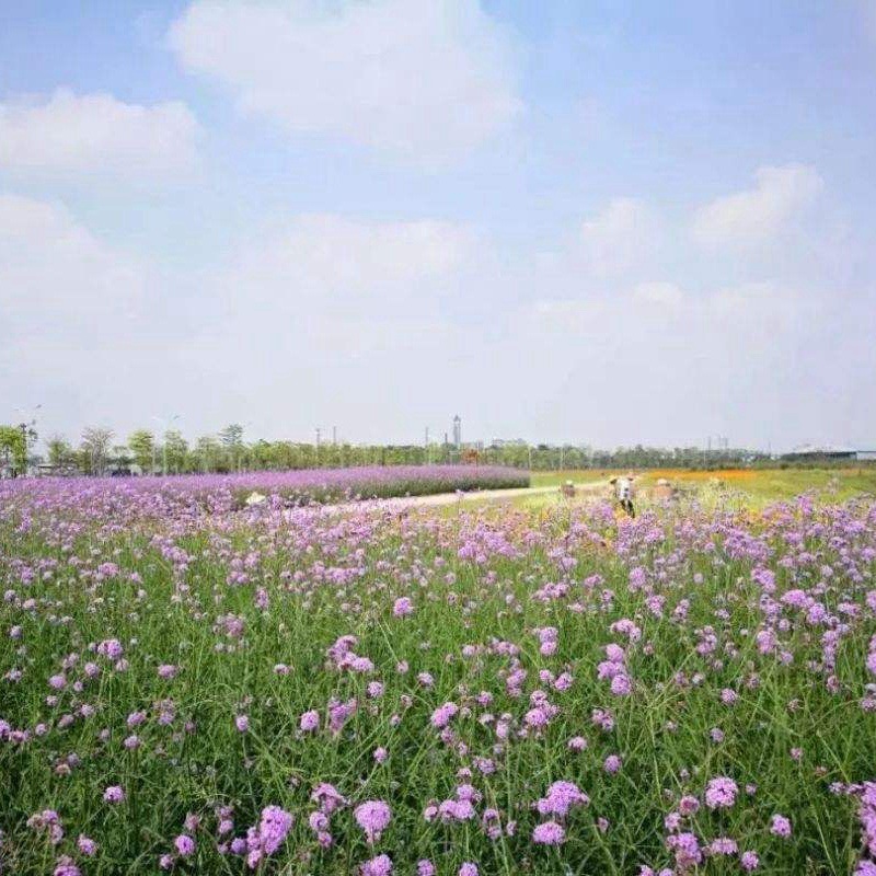 1631598631663912.jpg dcb63de1fbf280682cbc00504e95cdd1_1593959762254702.jpg