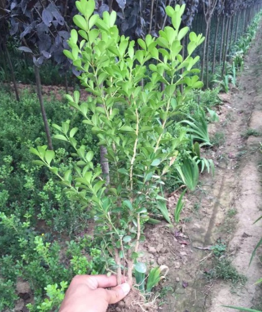 1631606931775944.jpg image.jpg