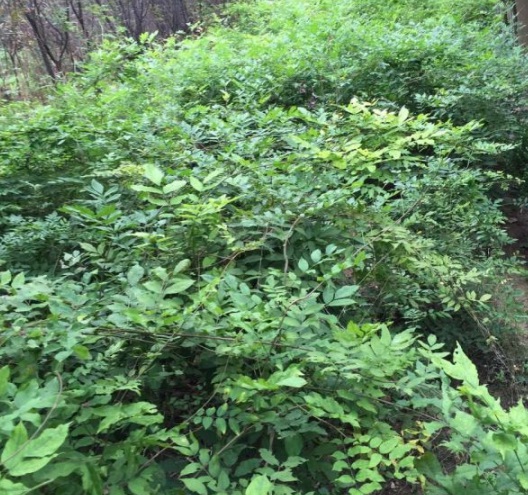 1631607023882751.jpg image.jpg