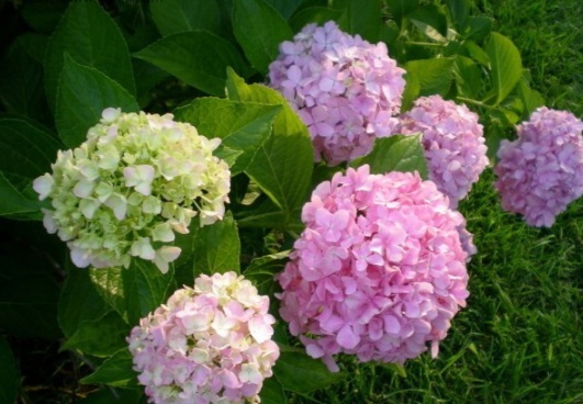 1631607239879561.jpg image.jpg