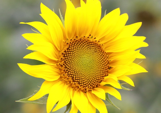 1631750531188133.jpg 1631750531188133.jpg