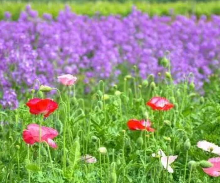 1631781365203106.jpg 紫色虞美人4.jpg