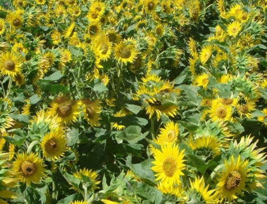 1631787560723811.jpg image.jpg