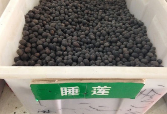 1631788266250477.jpg image.jpg