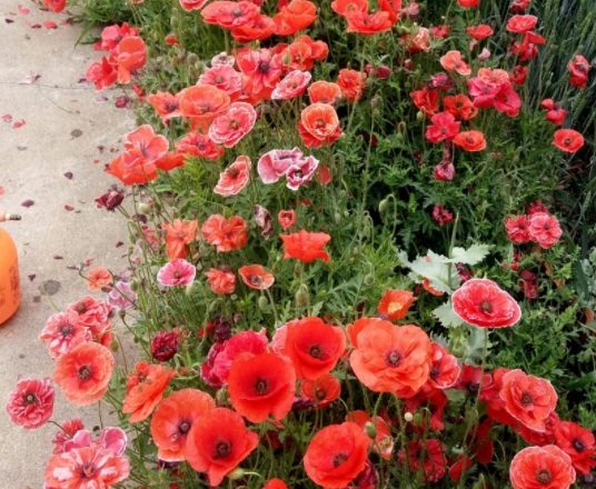 1631789251909531.jpg image.jpg