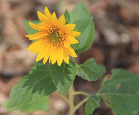 1631789380200848.jpg image.jpg