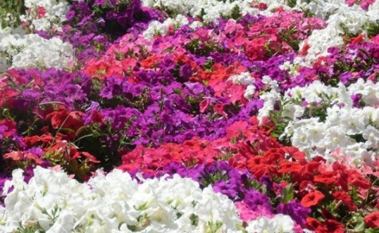 1631796435270653.jpg image.jpg