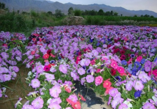 1631796445987017.jpg image.jpg