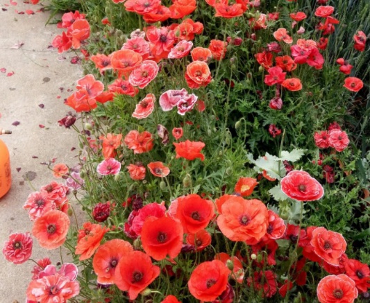 1631797196707196.jpg 1631797196707196.jpg