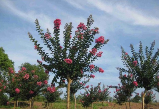 1631797516527595.jpg 1631797516527595.jpg