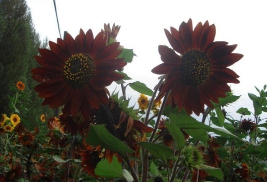 1631799554659063.jpg image.jpg