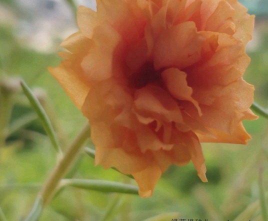 1631799736368459.jpg image.jpg