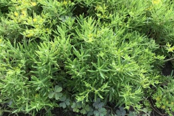 托盤佛甲草 托盤佛甲草