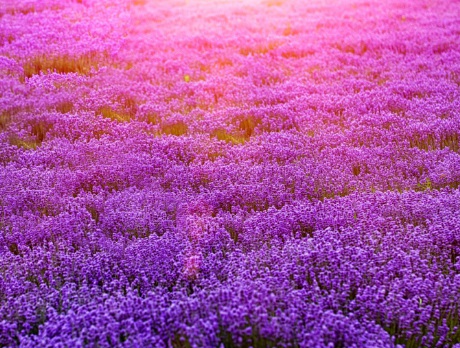 1631843811277087.jpg 1631843811277087.jpg