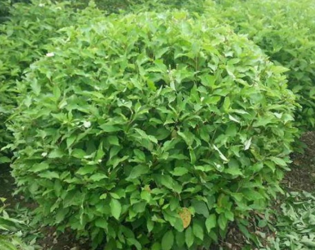 1631845730900020.jpg image.jpg