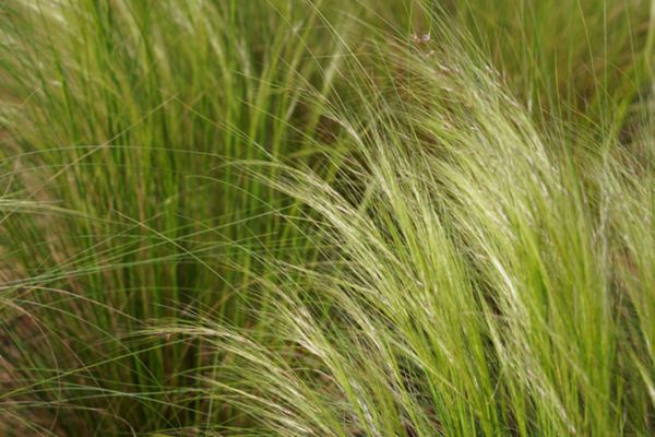 大麥草 大麥草
